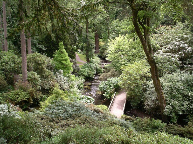 Stream in Forest Garden