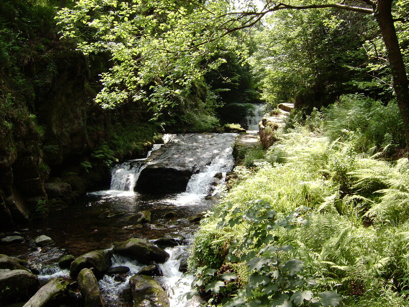Stream in Forest Gorge