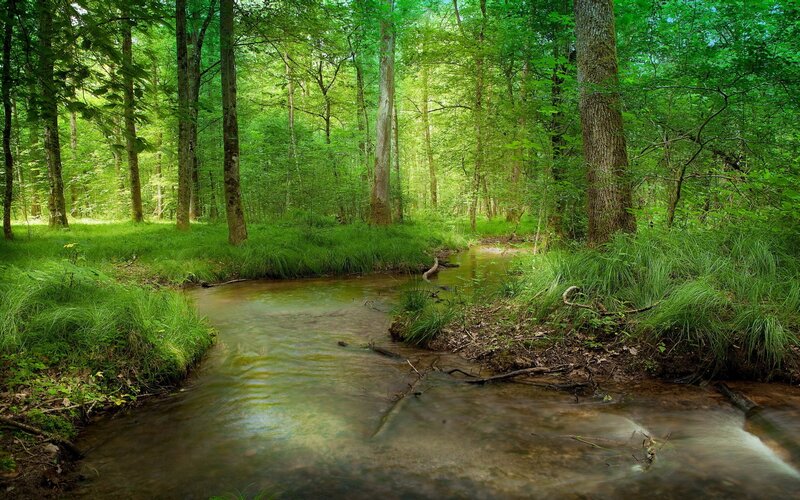 Stream in Forest — Grass