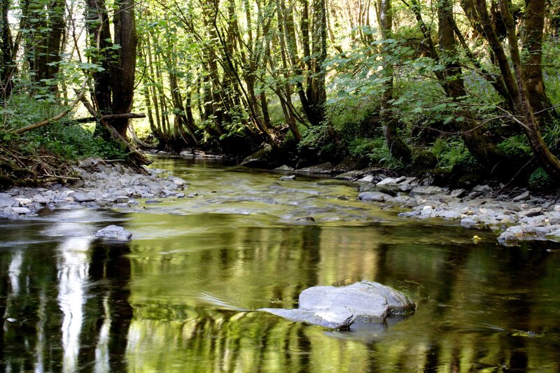 Stream in Forest — Gray