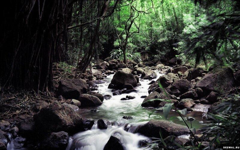 Stream in Forest — Green, Bushes