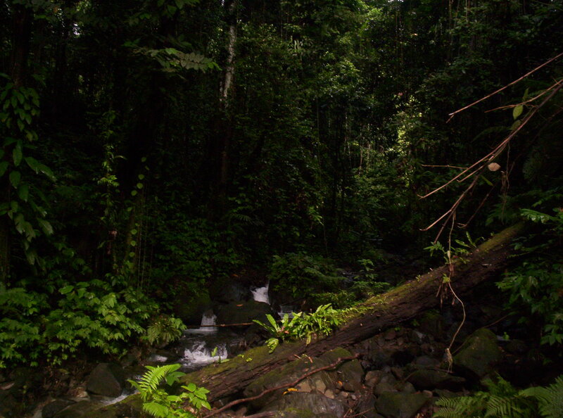 Stream in Forest — Green, Dark