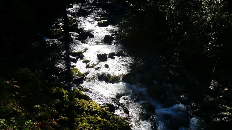 Stream in Forest — Green, Dramatic, Afternoon, Photograph, Rocks