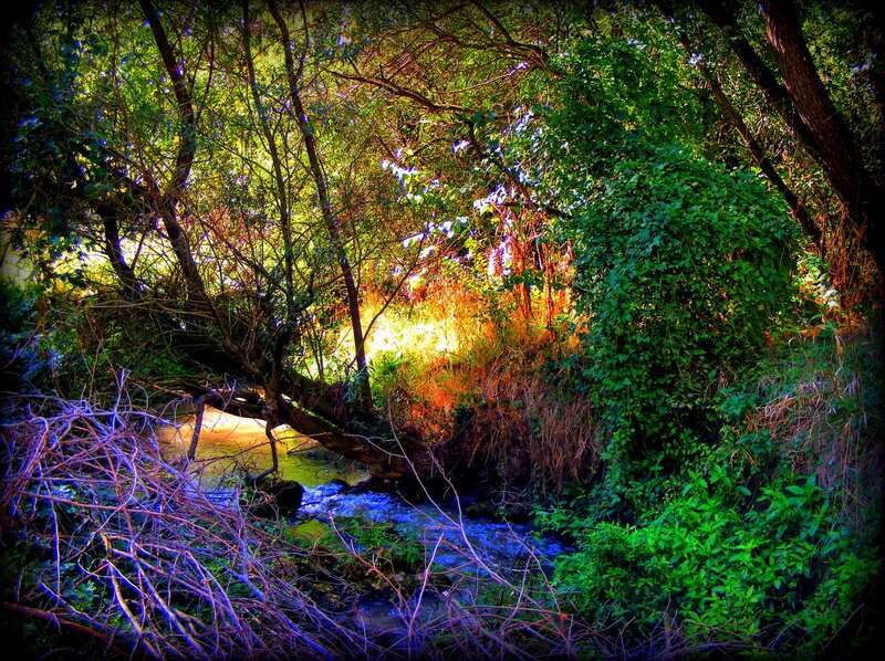 Stream in Forest — Green, Dramatic, Afternoon