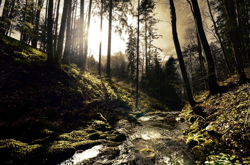 Stream in Forest — Green, Dramatic, Morning