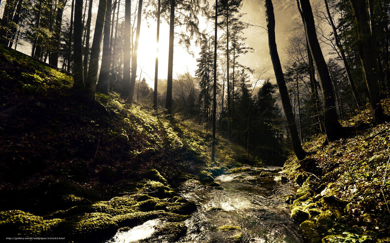 Stream in Forest — Green, Dramatic, Sunset, Photograph