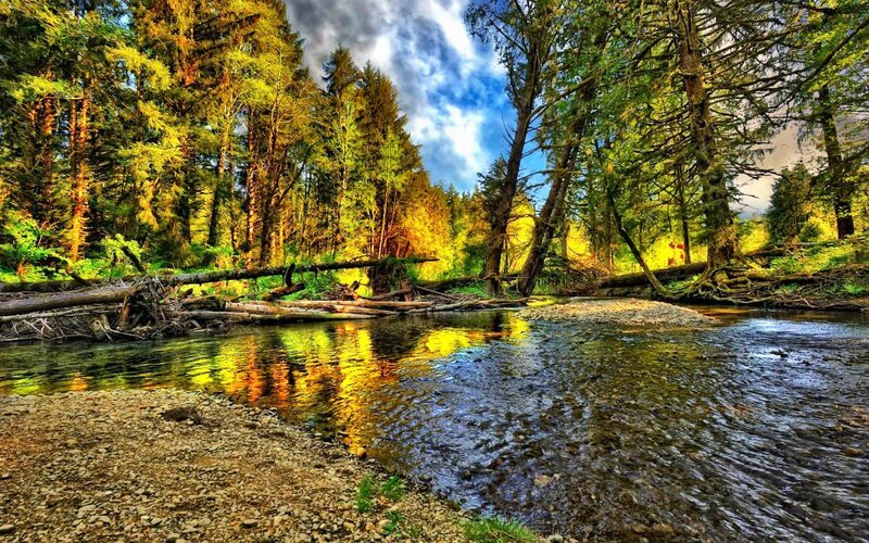 Stream in Forest — Green, Dramatic