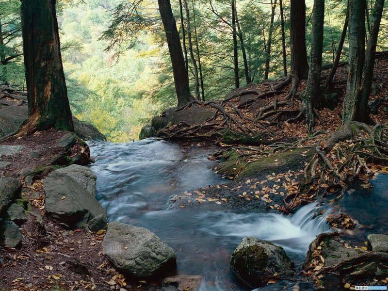Stream in Forest — Green, Fallen Leaves