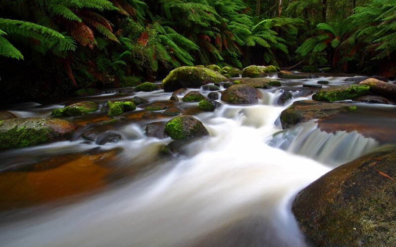 Stream in Forest — Green, Ferns