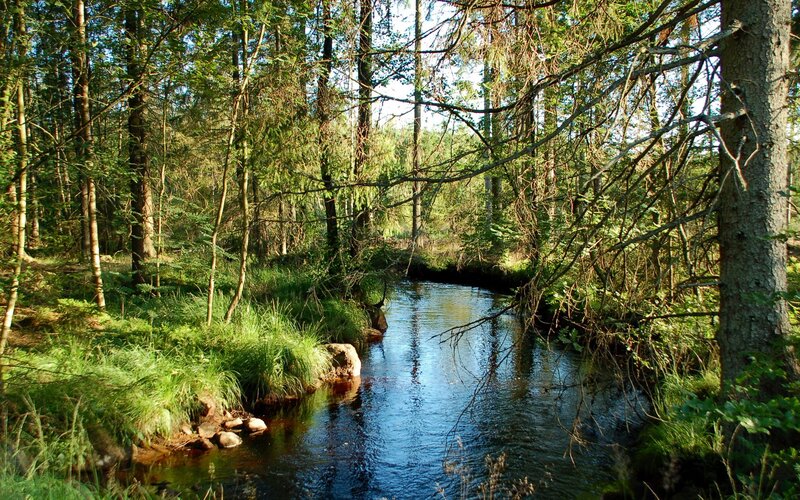 Stream in Forest — Green, Grass