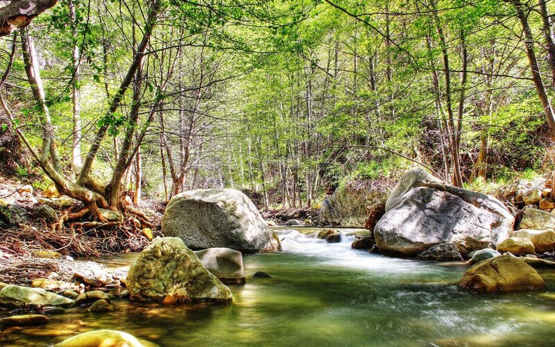 Stream in Forest — Green, Gray