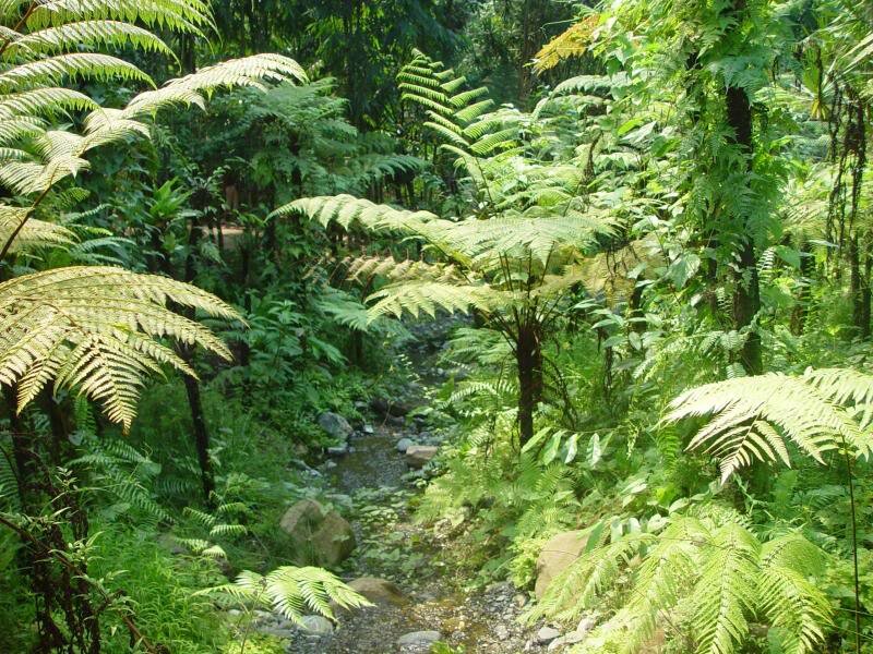 Stream in Forest — Green, Lush