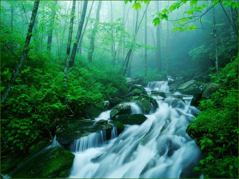 Stream in Forest — Green, Mist