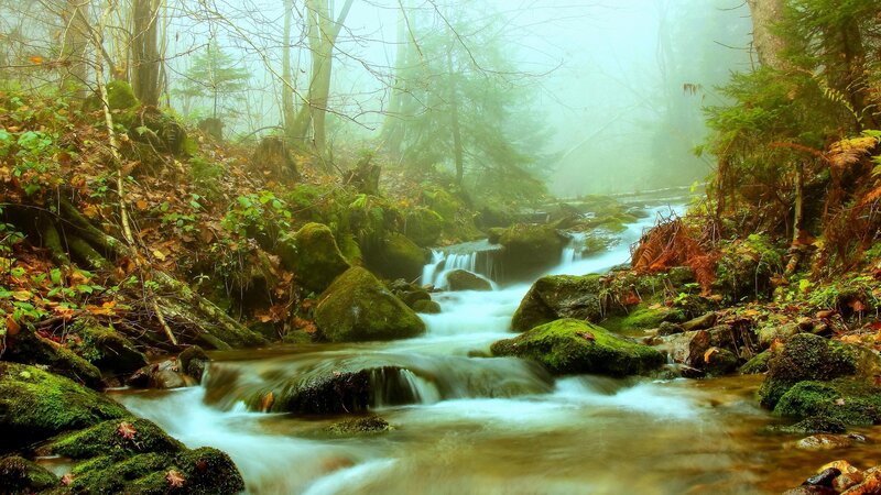 Stream in Forest — Green, Misty, Autumn