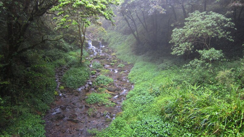 Stream in Forest — Green, Misty