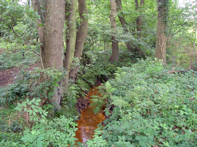 Stream in Forest — Green, Natural, Afternoon, Photograph, Trees