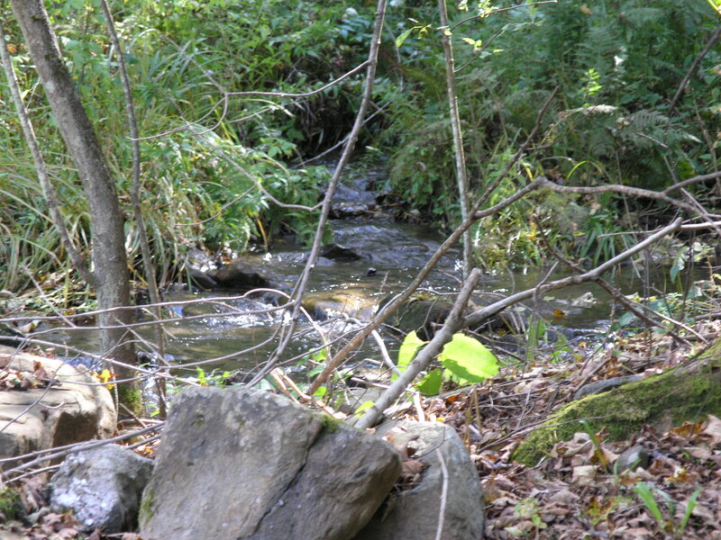 Stream in Forest — Green, Natural, Autumn, Photograph