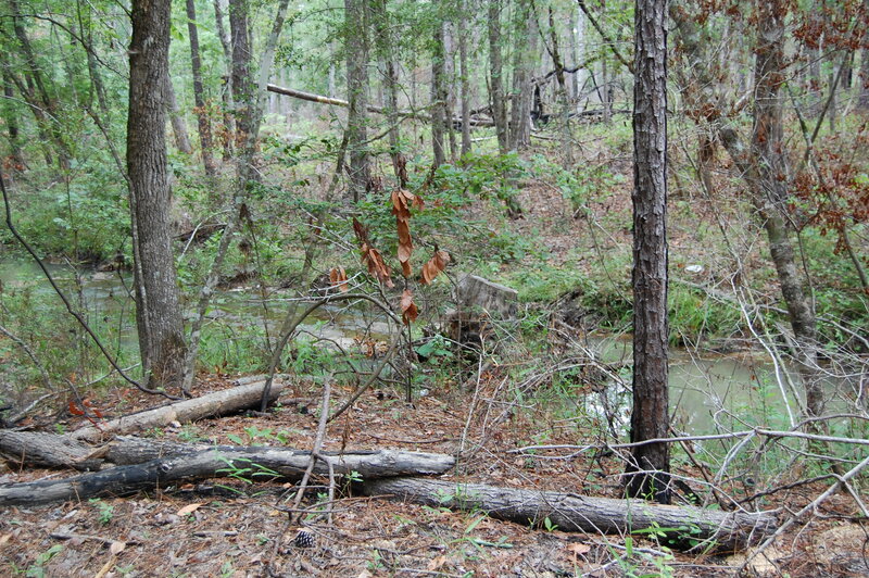 Stream in Forest — Green, Natural, Autumn, Photograph, Trees