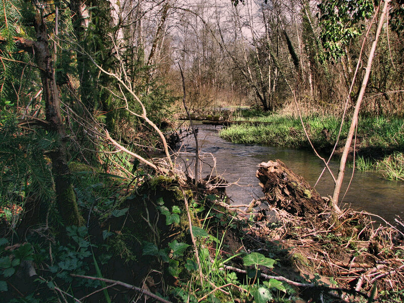 Stream in Forest — Green, Natural, Autumn