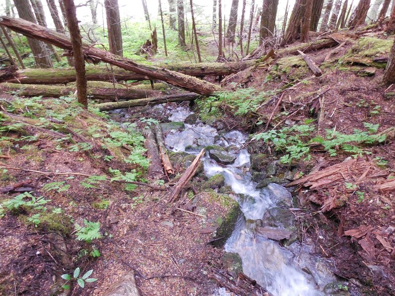 Stream in Forest — Green, Natural, Morning