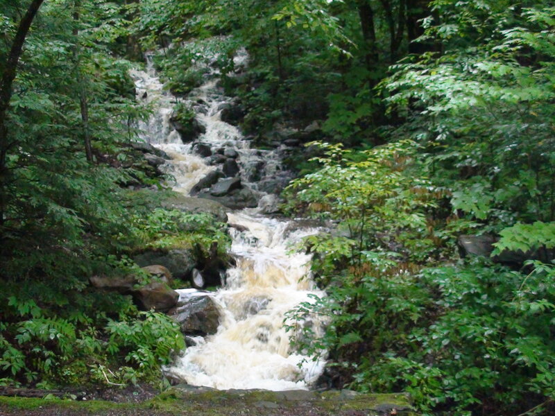 Stream in Forest — Green, Natural, Photograph