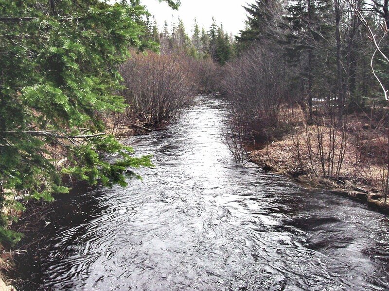 Stream in Forest — Green, Natural, Spring, Photograph