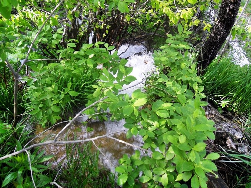 Stream in Forest — Green, Natural, Spring