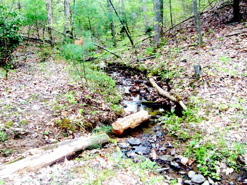 Stream in Forest — Green, Natural