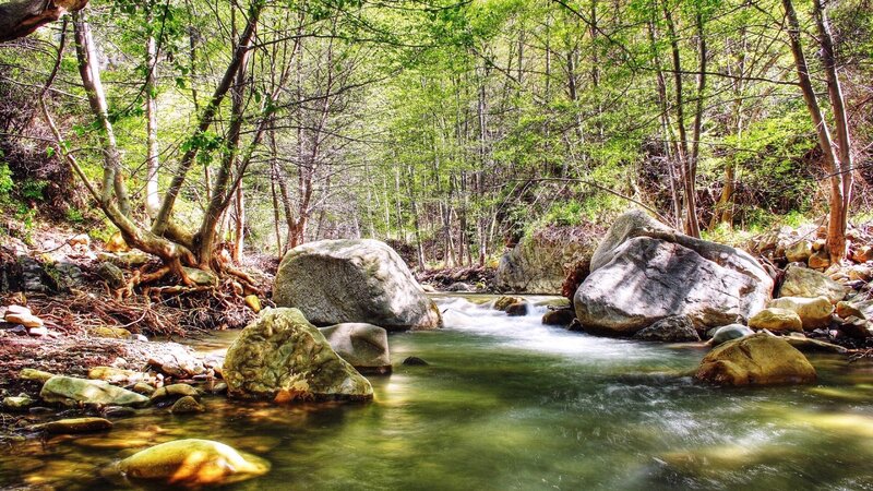 Stream in Forest — Green, River
