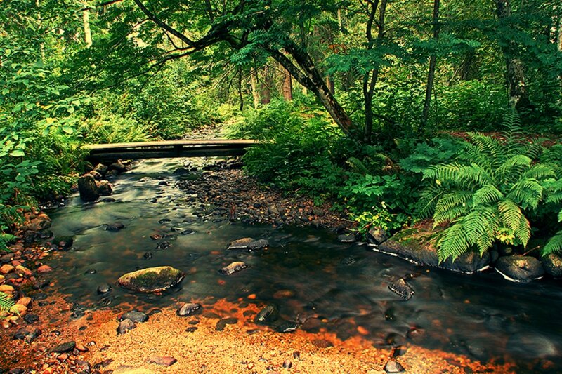 Stream in Forest — Green, Serene, Afternoon, Photograph, Bridge, Rocks, Ferns