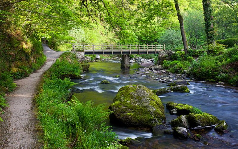 Stream in Forest — Green, Serene, Afternoon, Photograph, Bridge