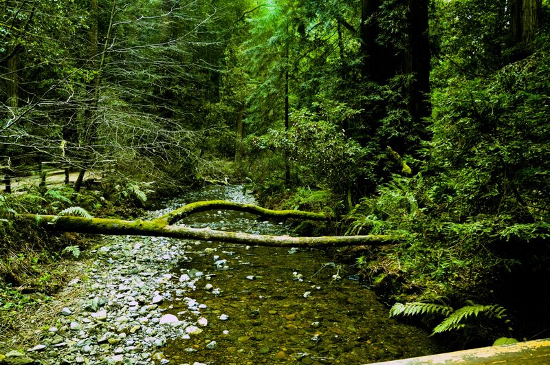 Stream in Forest — Green, Serene, Afternoon, Photograph, Fallen Log
