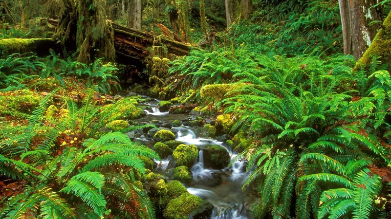 Stream in Forest — Green, Serene, Afternoon, Photograph, Ferns, Moss