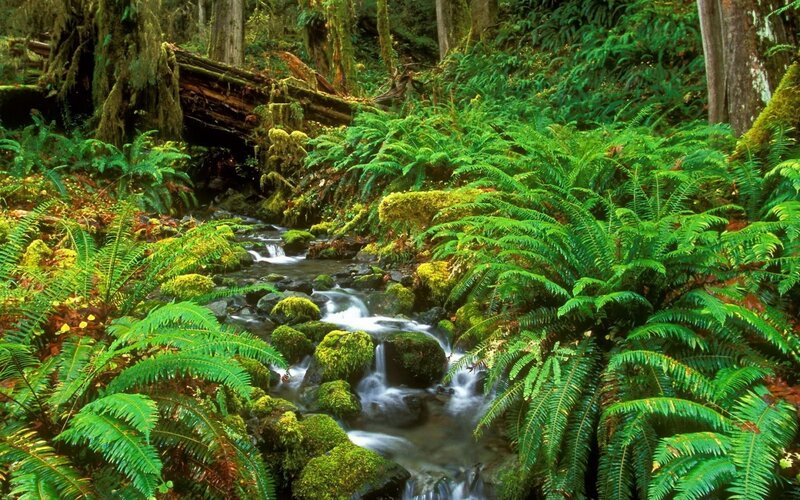 Stream in Forest — Green, Serene, Afternoon, Photograph, Ferns