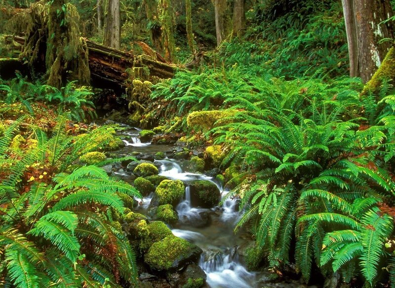 Stream in Forest — Green, Serene, Afternoon, Photograph, Ferns, Trees