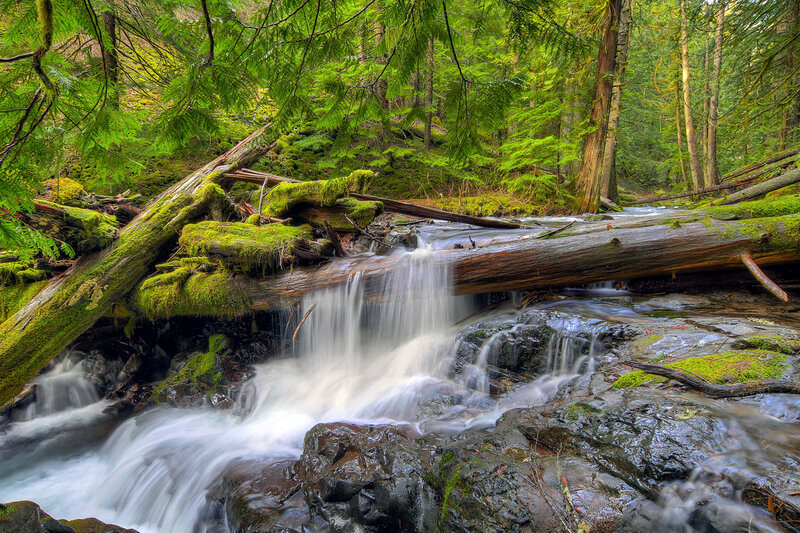 Stream in Forest — Green, Serene, Afternoon, Photograph, Moss