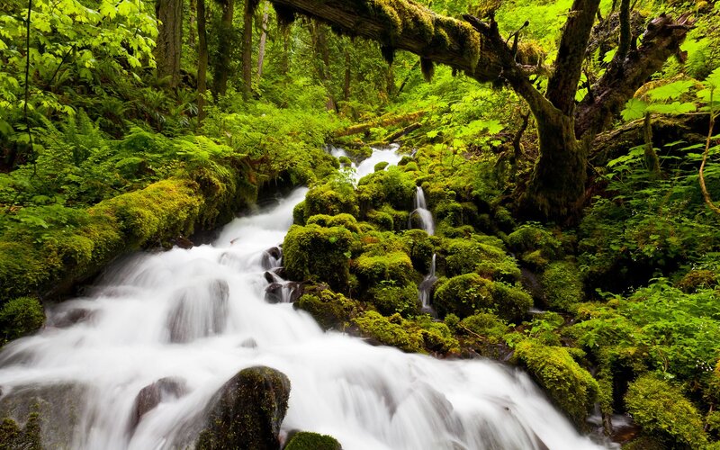 Stream in Forest — Green, Serene, Afternoon, Photograph, Moss, Trees