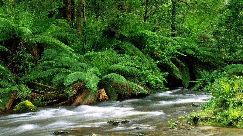 Stream in Forest — Green, Serene, Afternoon, Photograph, River, Ferns, Trees, Rocks