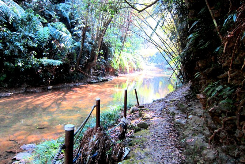 Stream in Forest — Green, Serene, Afternoon, Photograph, River, Path