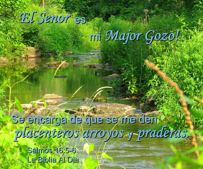 Stream in Forest — Green, Serene, Afternoon, Photograph, River, Rocks, Plants