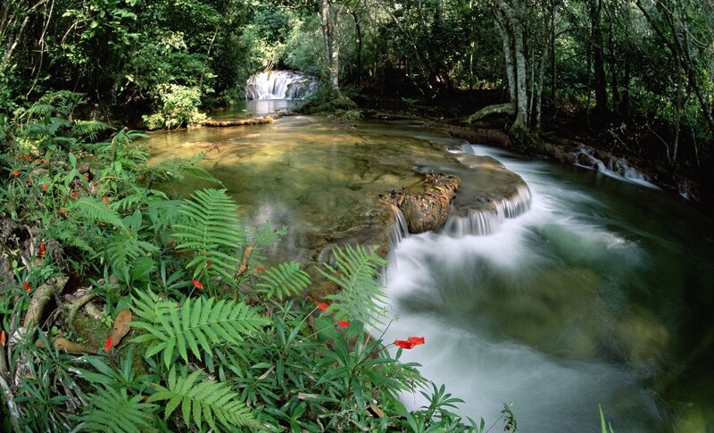 Stream in Forest — Green, Serene, Afternoon, Photograph, River