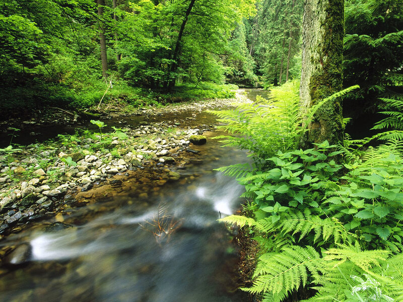 Stream in Forest — Green, Serene, Afternoon, Photograph, River, Trees, Ferns, Rocks