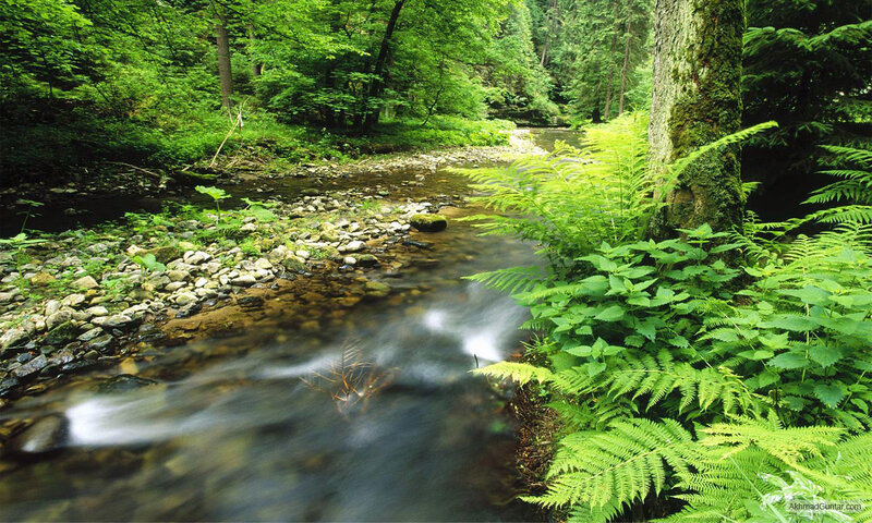 Stream in Forest — Green, Serene, Afternoon, Photograph, River, Trees, Ferns