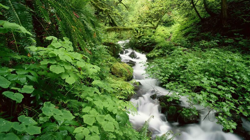 Stream in Forest — Green, Serene, Afternoon, Photograph, River, Trees, Moss, Ferns