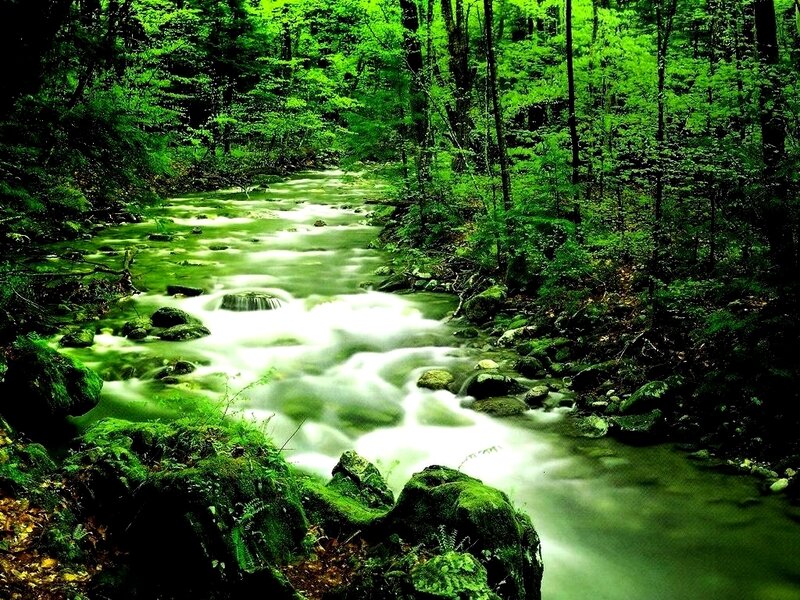 Stream in Forest — Green, Serene, Afternoon, Photograph, River, Trees, Rocks
