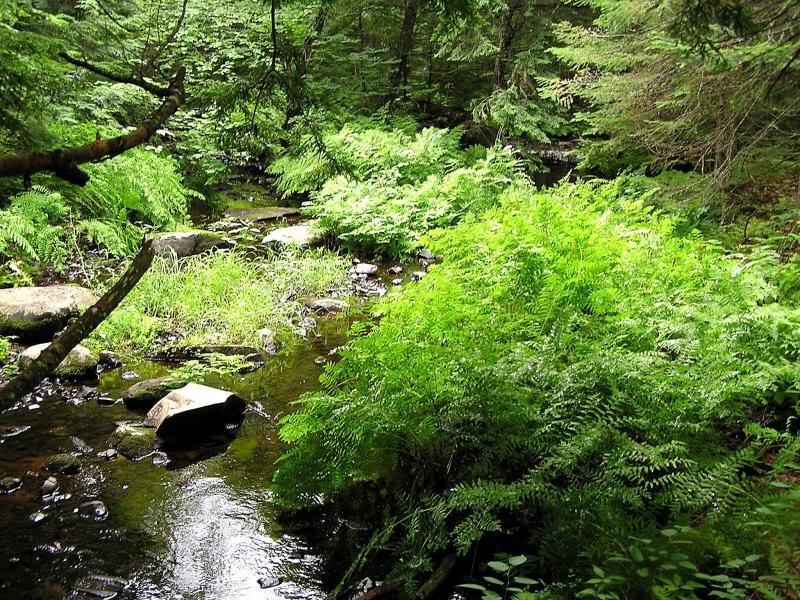 Stream in Forest — Green, Serene, Afternoon, Photograph, River, Trees