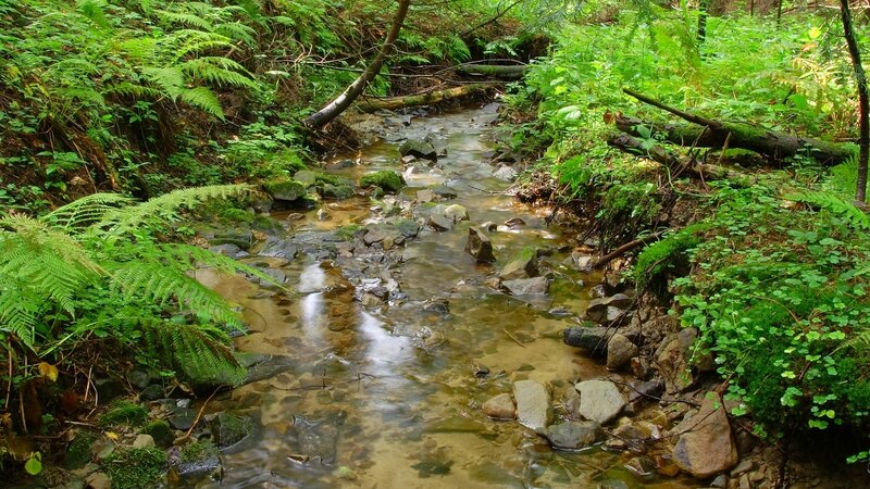 Stream in Forest — Green, Serene, Afternoon, Photograph, Rocks, Ferns
