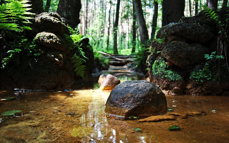 Stream in Forest — Green, Serene, Afternoon, Photograph, Rocks, Ferns, Trees