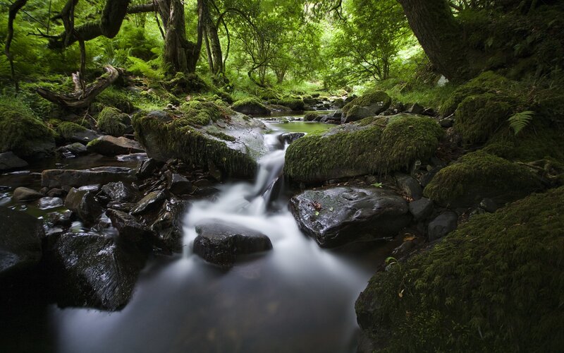 Stream in Forest — Green, Serene, Afternoon, Photograph, Rocks, Moss, Trees, Black