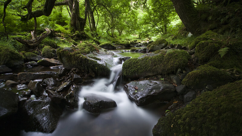 Stream in Forest — Green, Serene, Afternoon, Photograph, Rocks, Moss, Trees, Brown, Black
